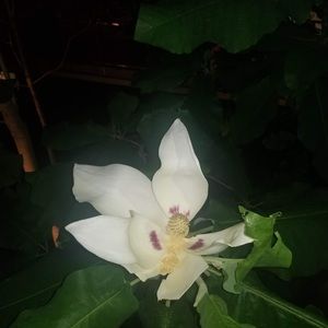 Meet your Posher, Aisha